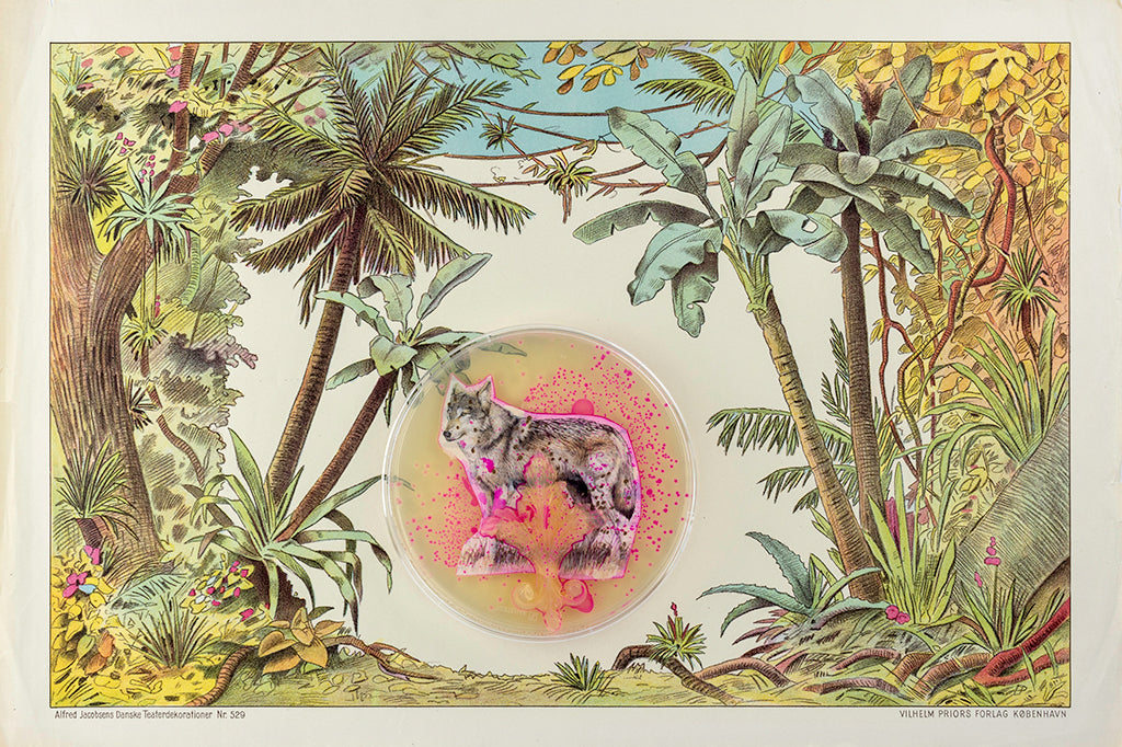 Baroque Biology Paper Theatre Diptych Set 2