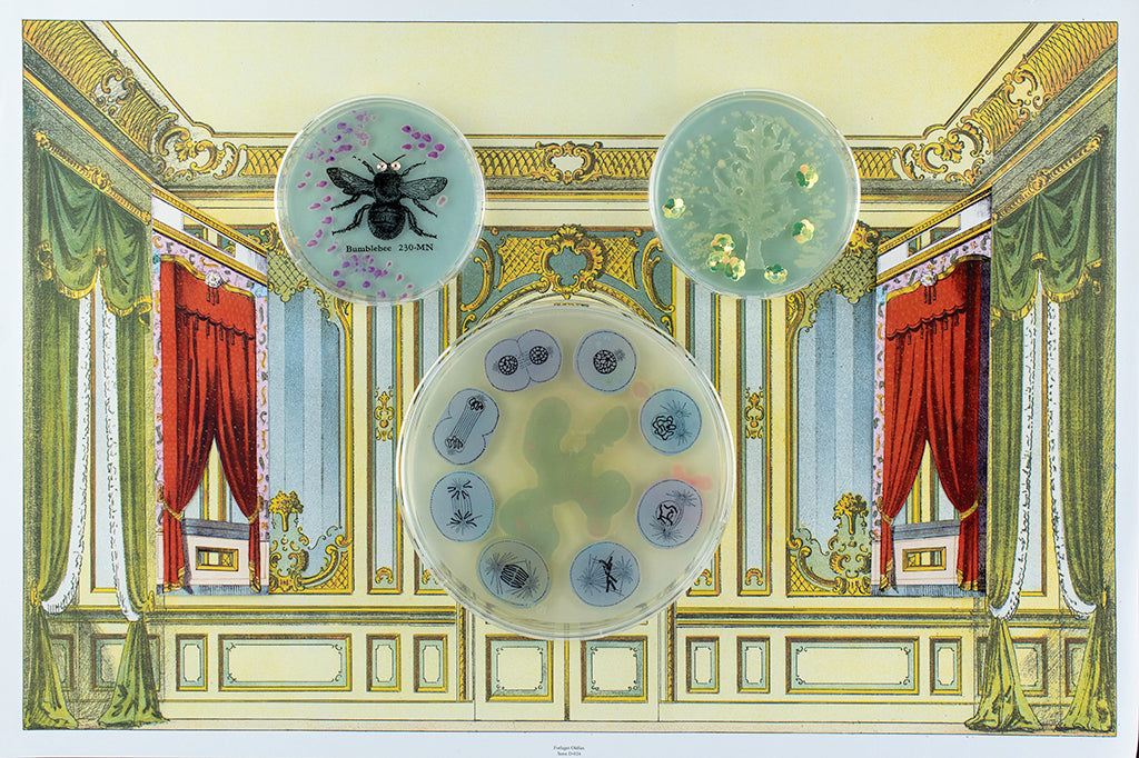 Baroque Biology Paper Theatre Diptych Set 1