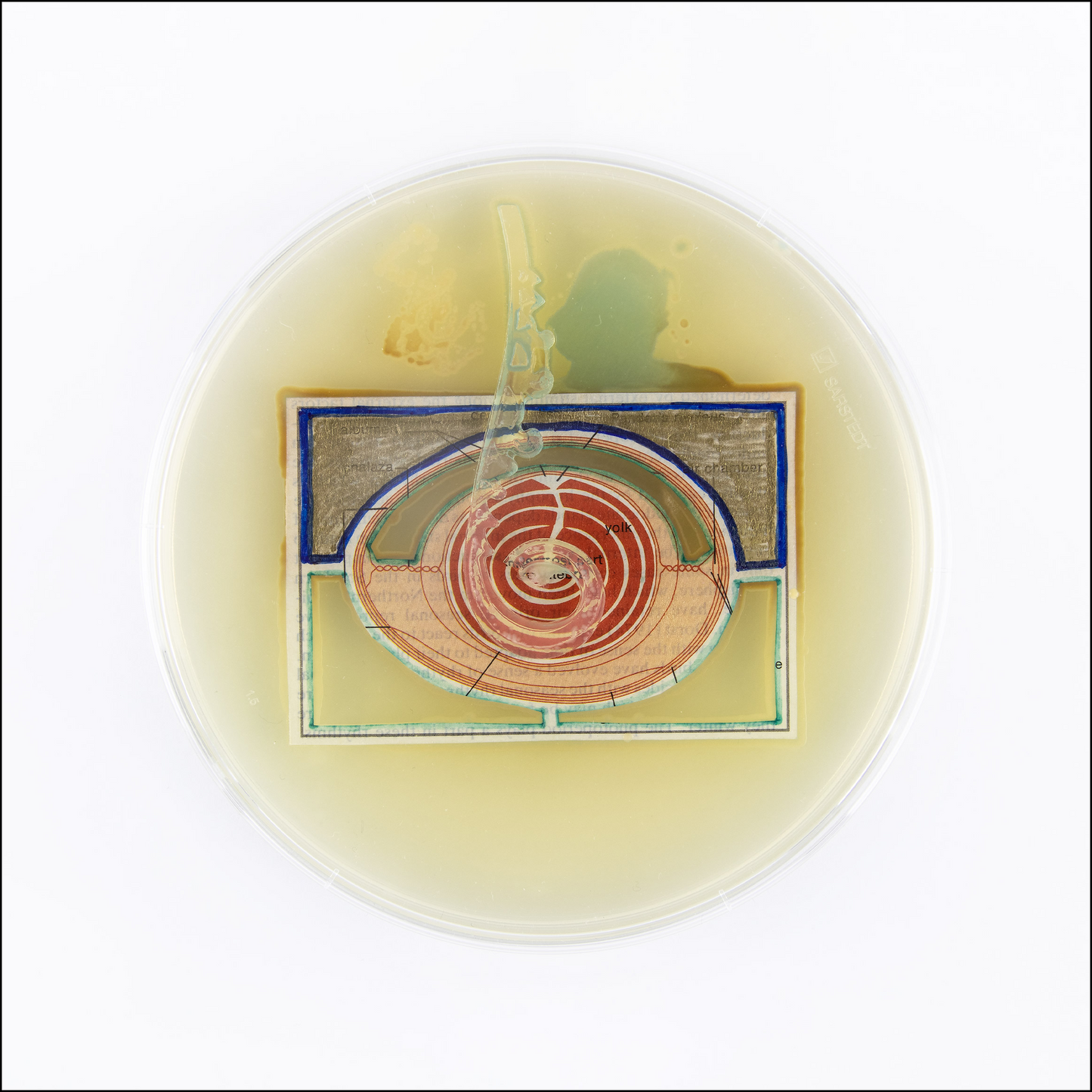 Baroque Biology Paper Theatre Diptych Set 1
