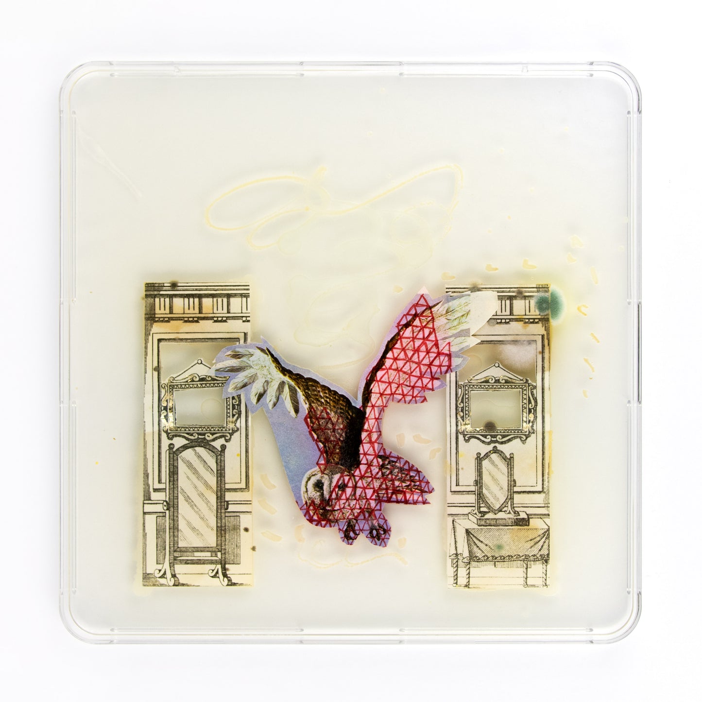 Baroque Biology Petri: Geometric Barn Owl