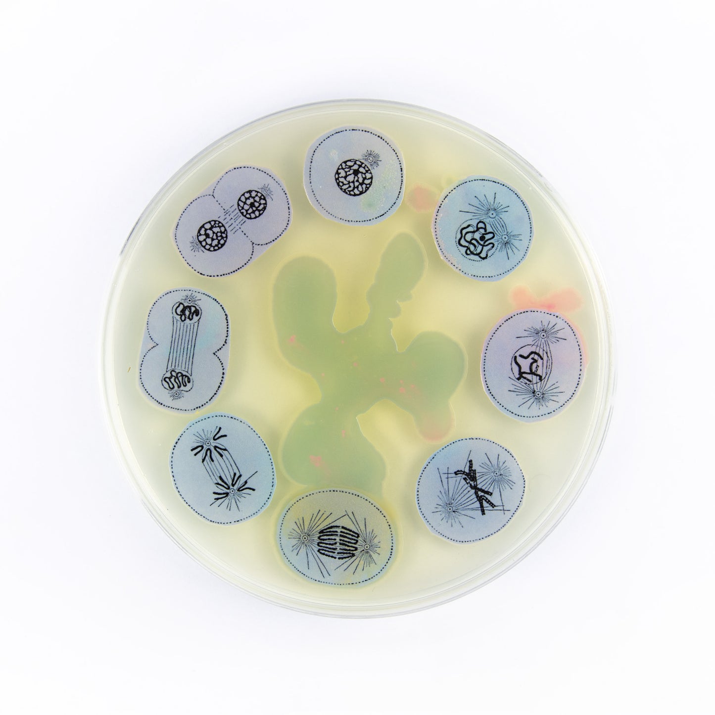 Baroque Biology Petri: Mitosis Dance