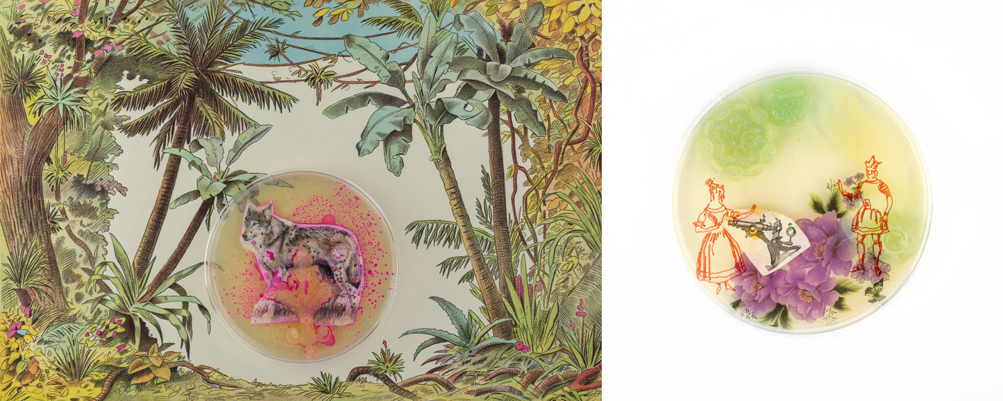 Baroque Biology Paper Theatre Diptych Set 2