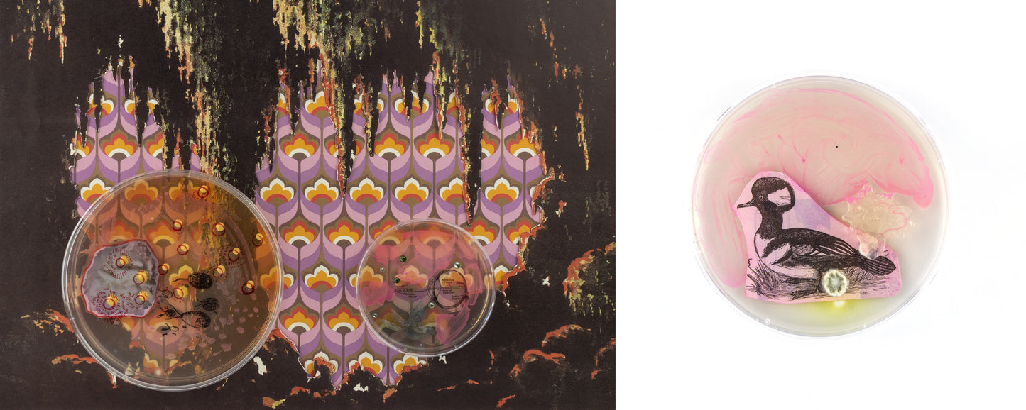 Baroque Biology Paper Theatre Diptych Set 4