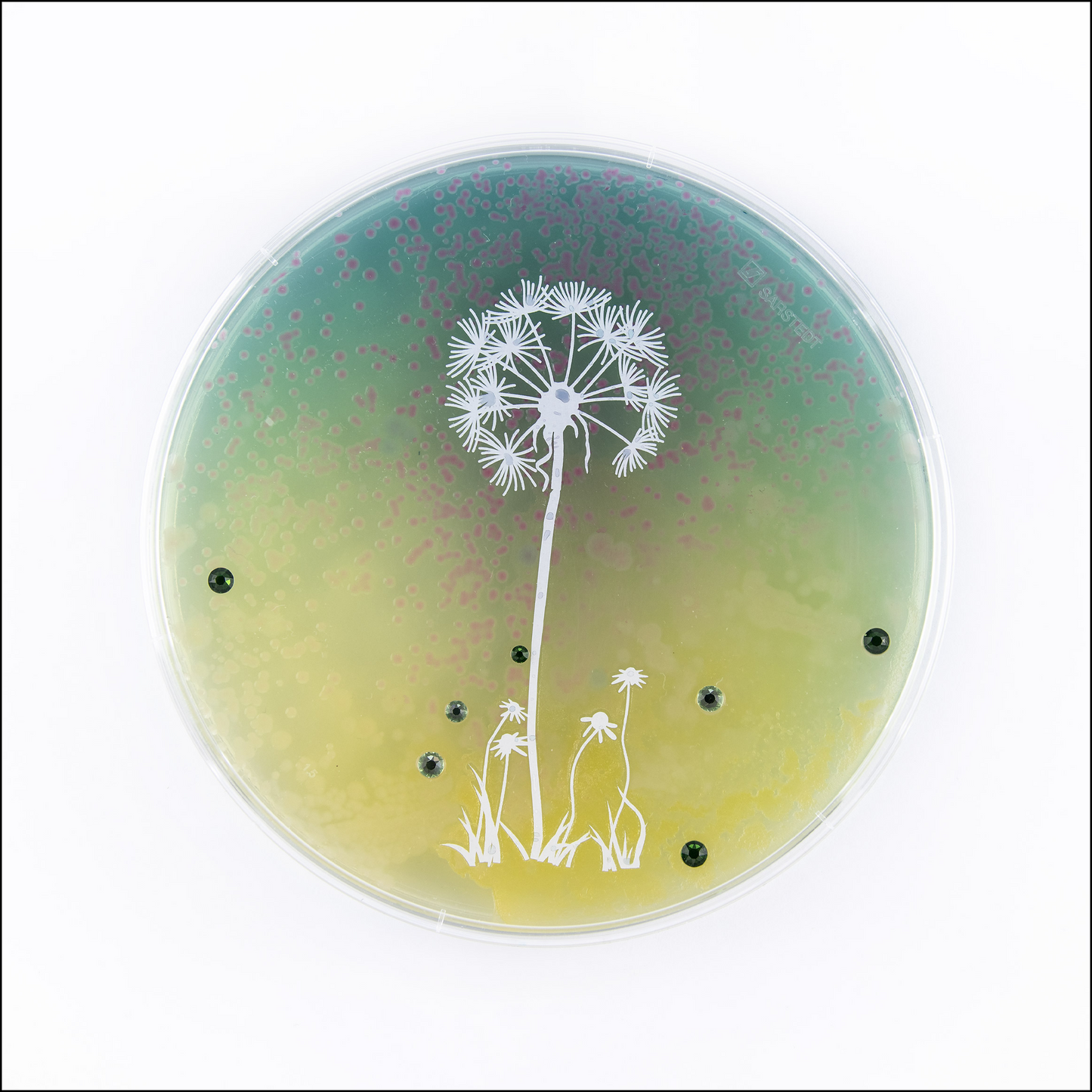 Baroque Biology Petri: Dandelion Pappi