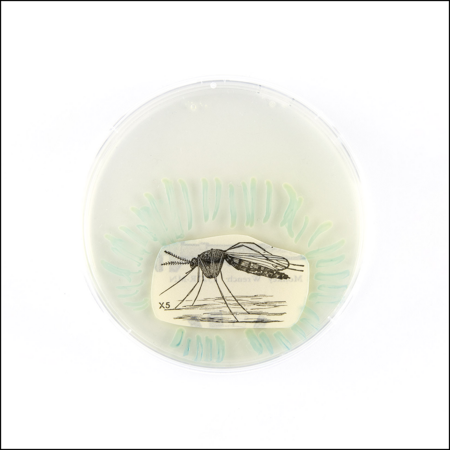 Petri Dish Party Bundle
