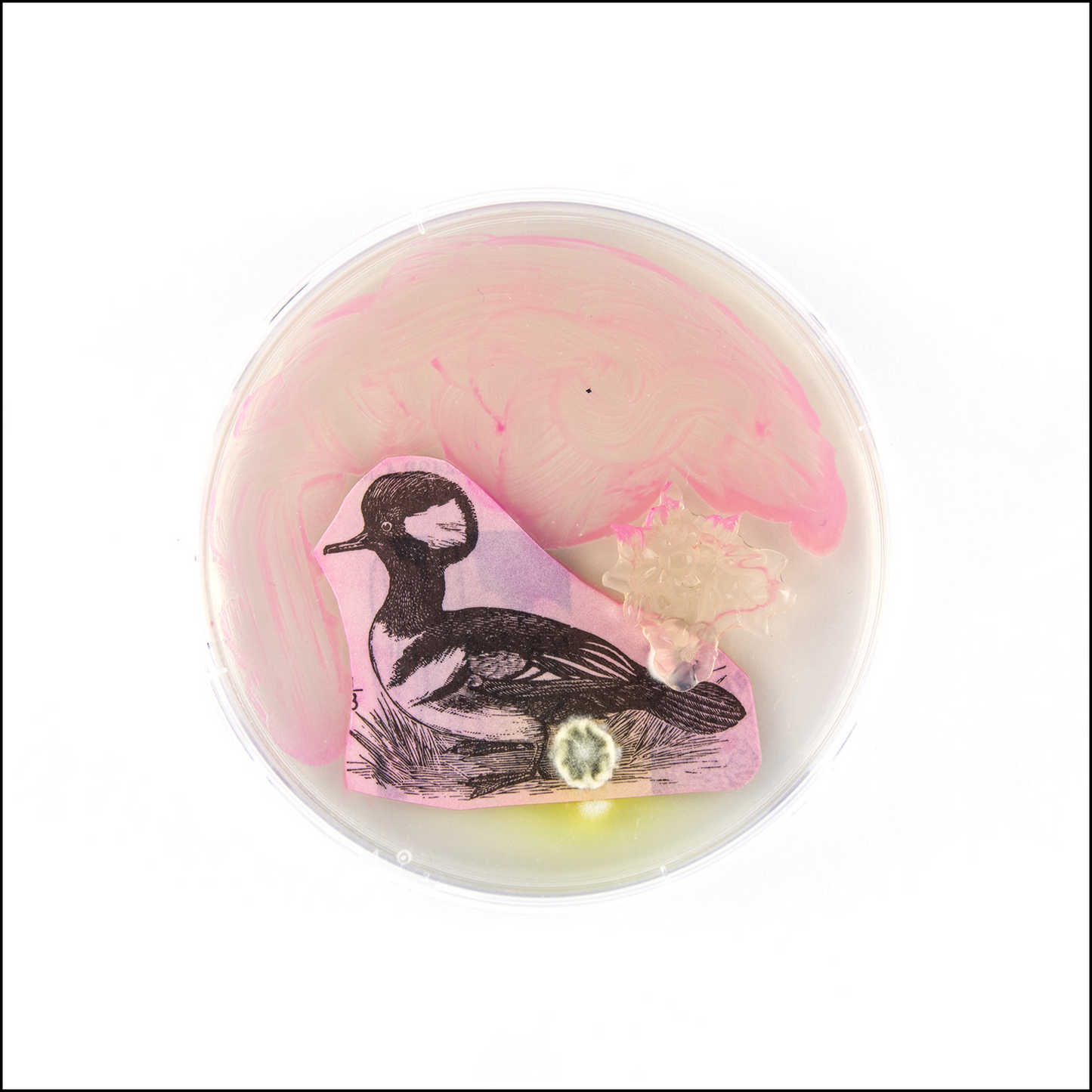 Petri Dish Party Bundle