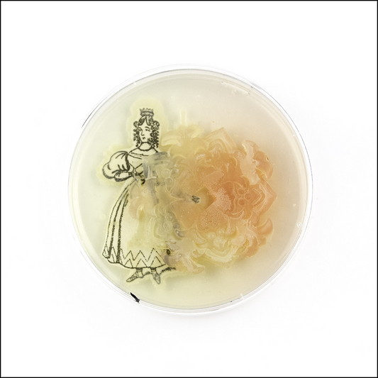 Baroque Biology Petri: Hesitation