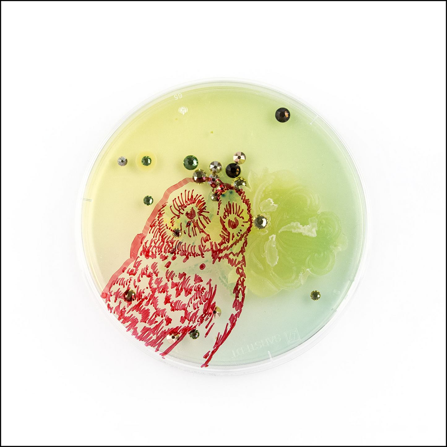 Petri Dish Party Bundle