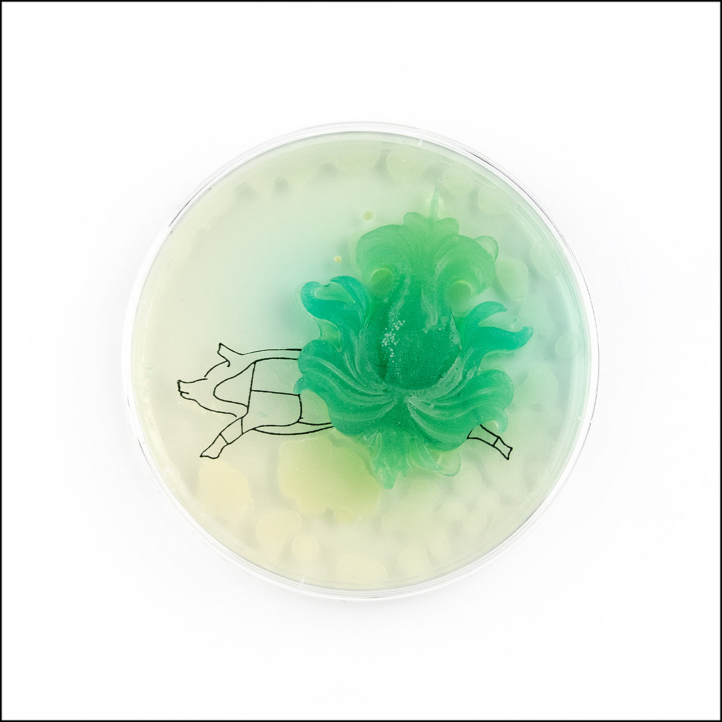 Petri Dish Party Bundle