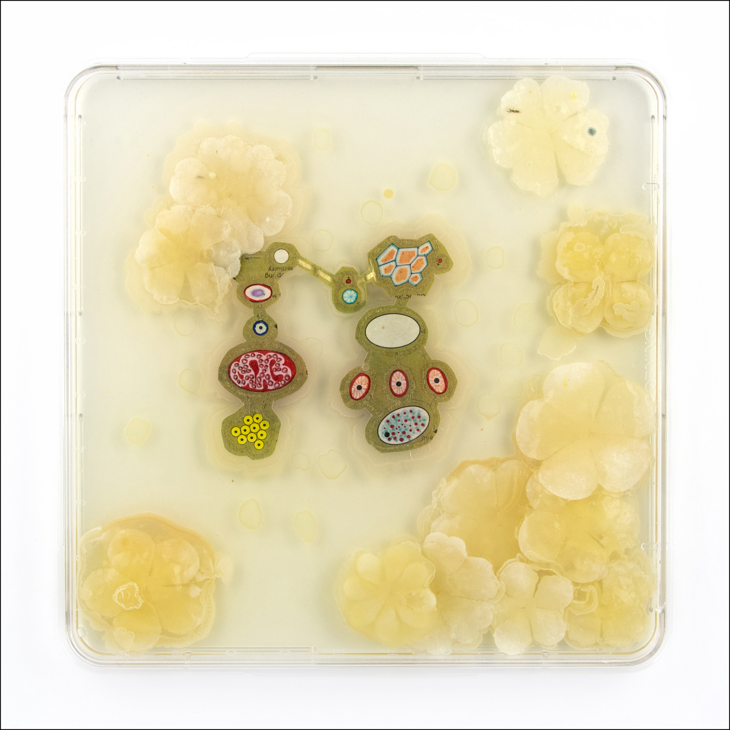 Baroque Biology Petri: Biochemical Dos-i-do