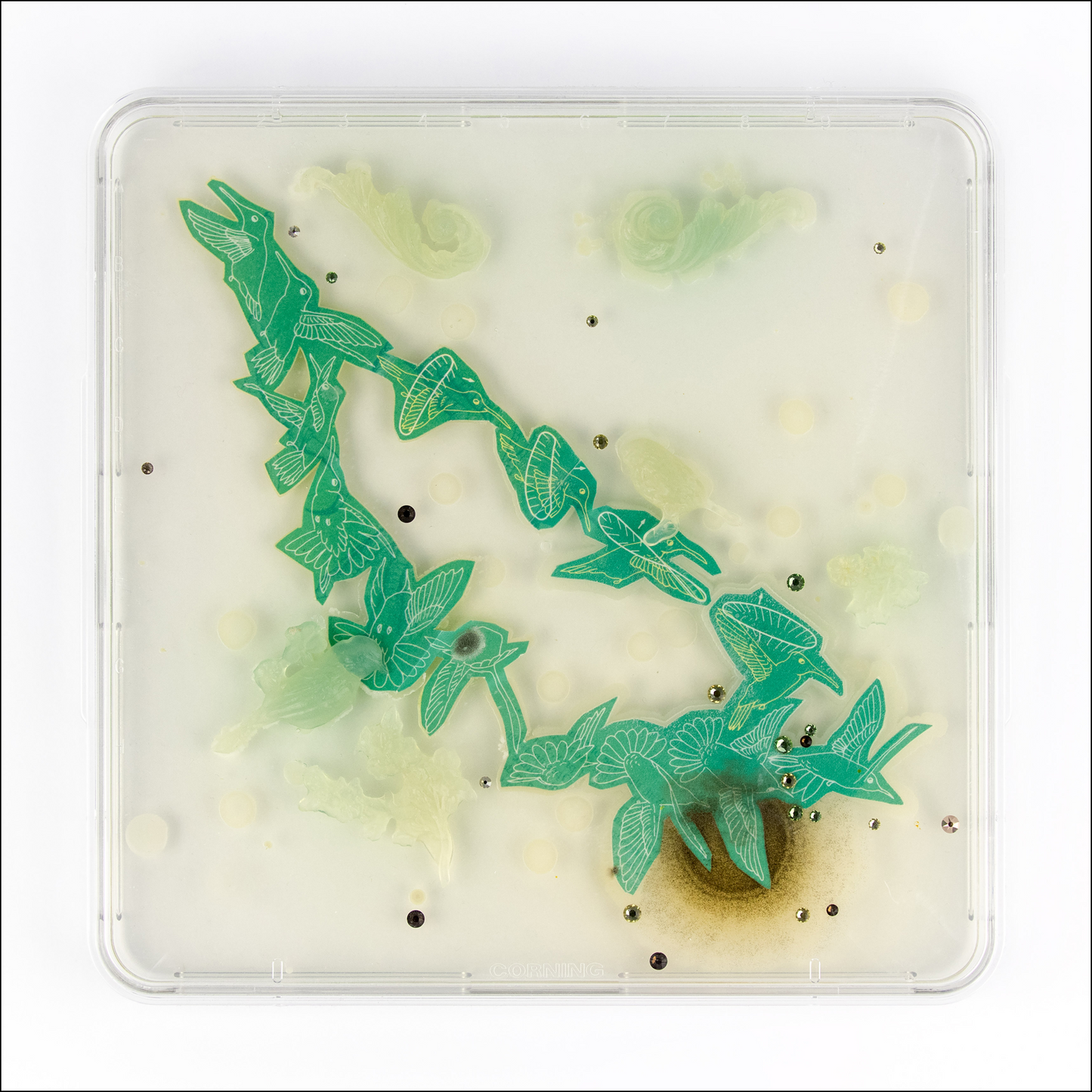 Baroque Biology Petri: Flight Path