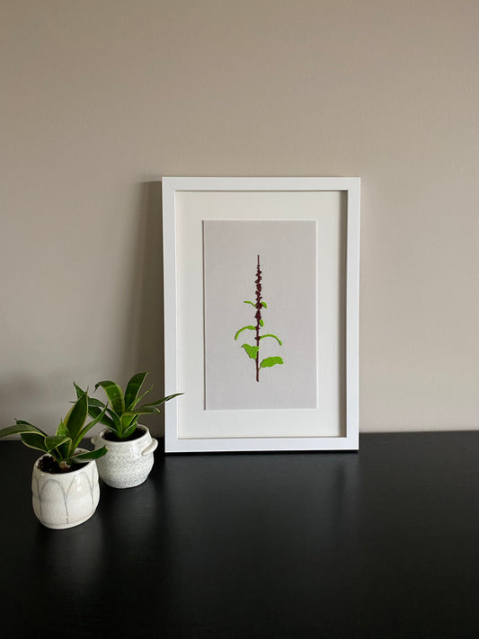 That which grows wild and profusely - Fringed Orchid