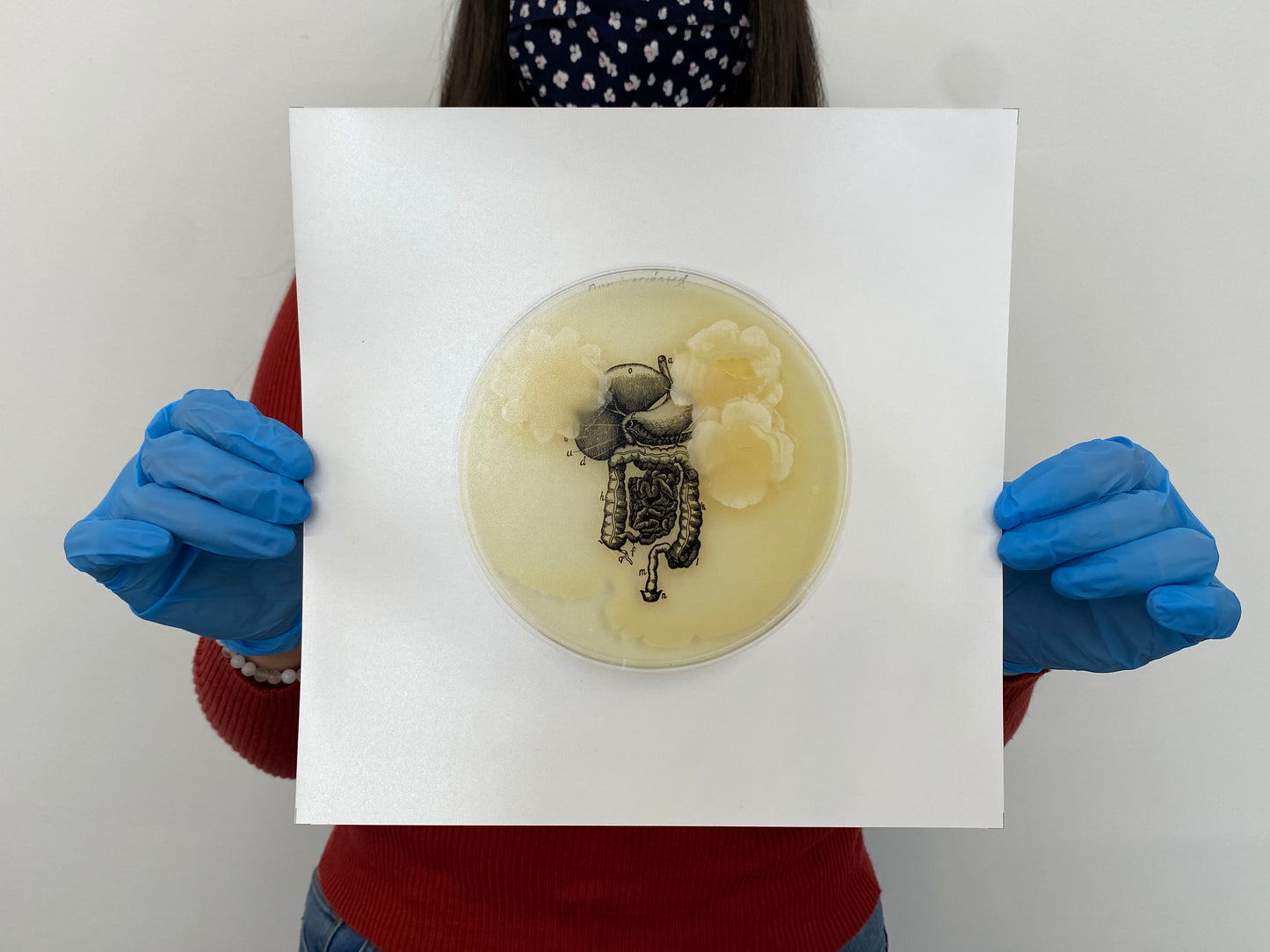 Baroque Biology Petri: Gastrointestinal Tract