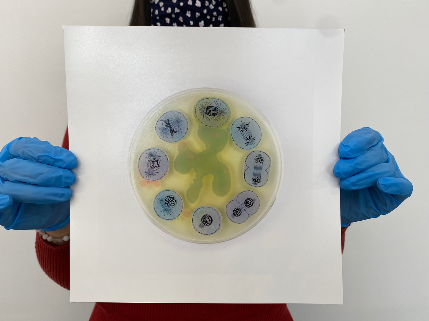 Baroque Biology Petri: Mitosis Dance