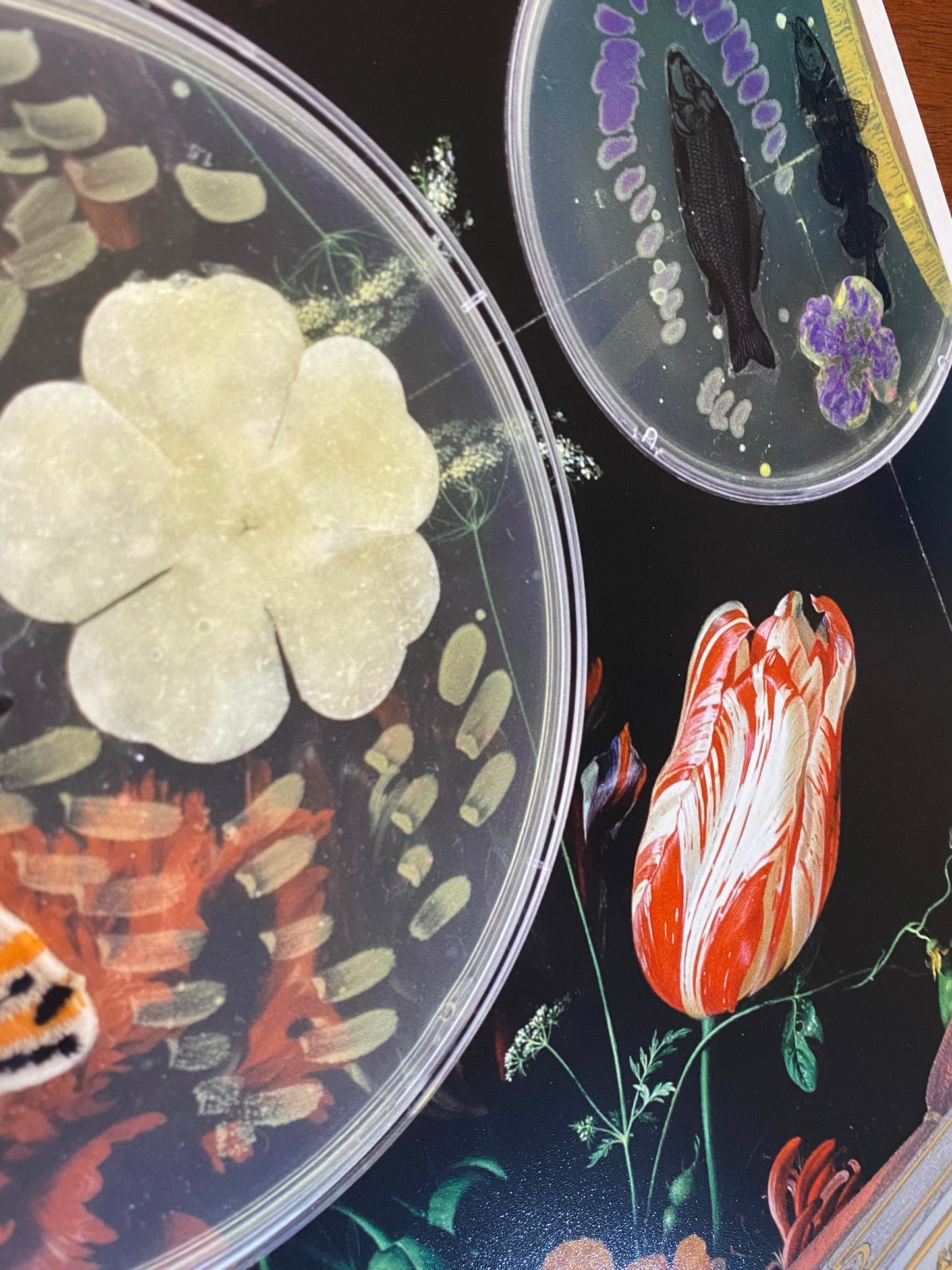 Baroque Biology Paper Theatre (EI BLOT TIL LYST)