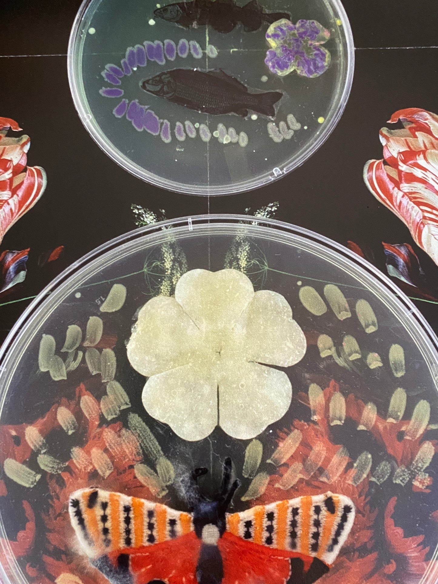 Baroque Biology Paper Theatre (EI BLOT TIL LYST)