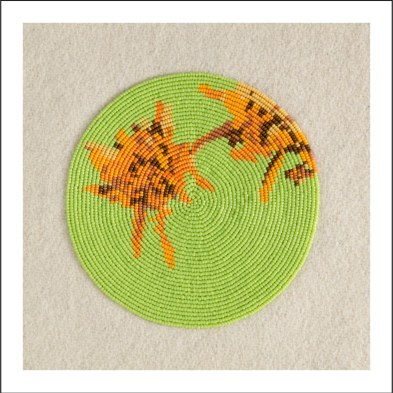 First Family (Solidago Rigida Var Humilis)