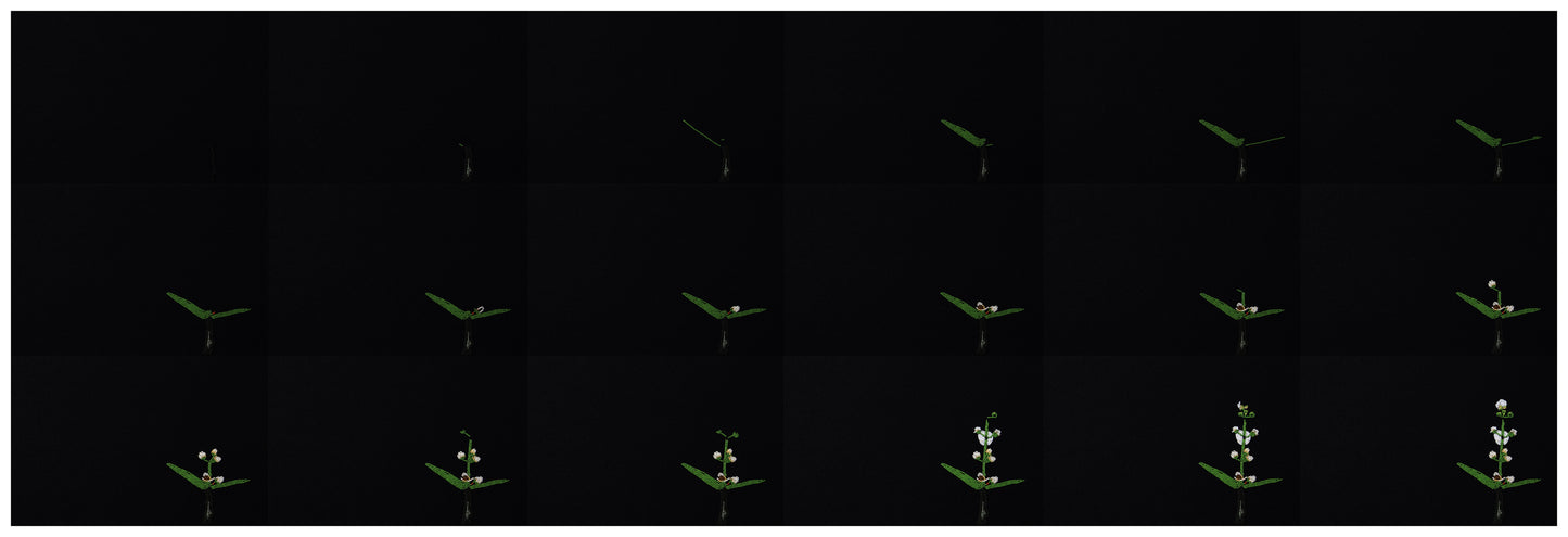 slow gestures (in)stills (18 grid)