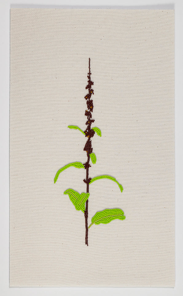 That which grows wild and profusely - Fringed Orchid