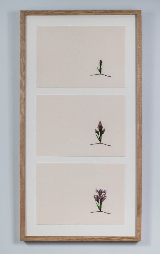 a life of a prairie crocus (3 piece)