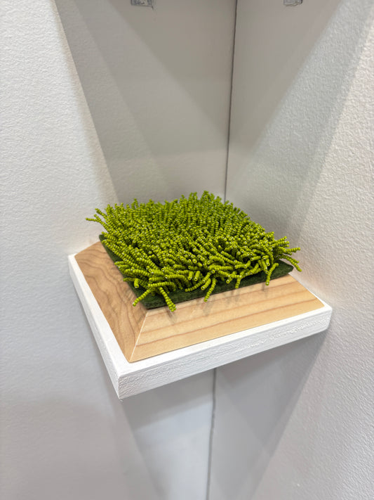Plots of Grass