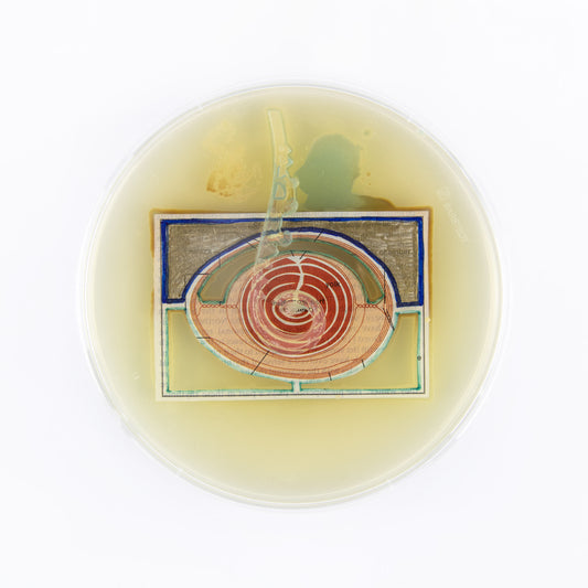 Baroque Biology Petri: Egg Dissection