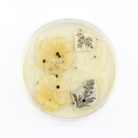 Baroque Biology Petri: Flora Flora