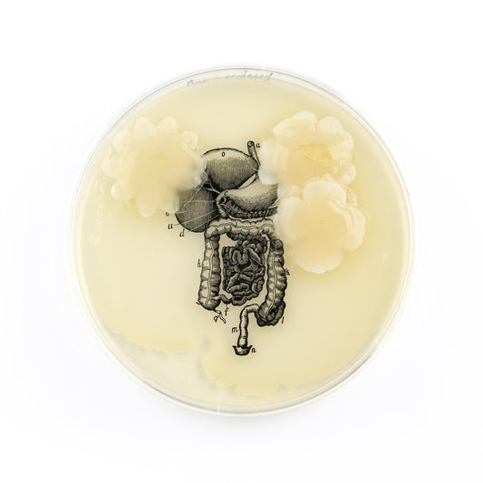 Baroque Biology Petri: Gastrointestinal Tract