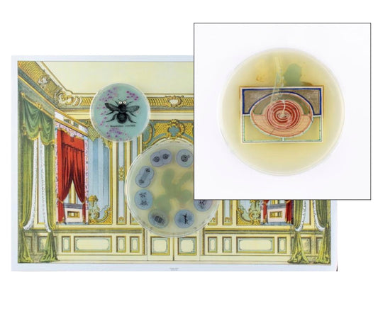 Baroque Biology Paper Theatre Diptych Set 1