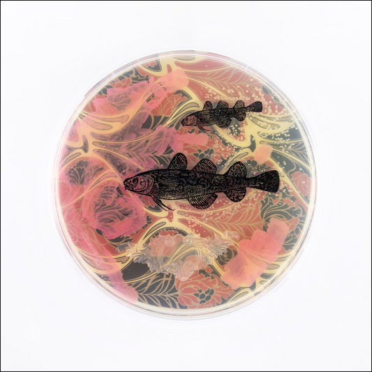 Baroque Biology Petri: Frostfish Brothers