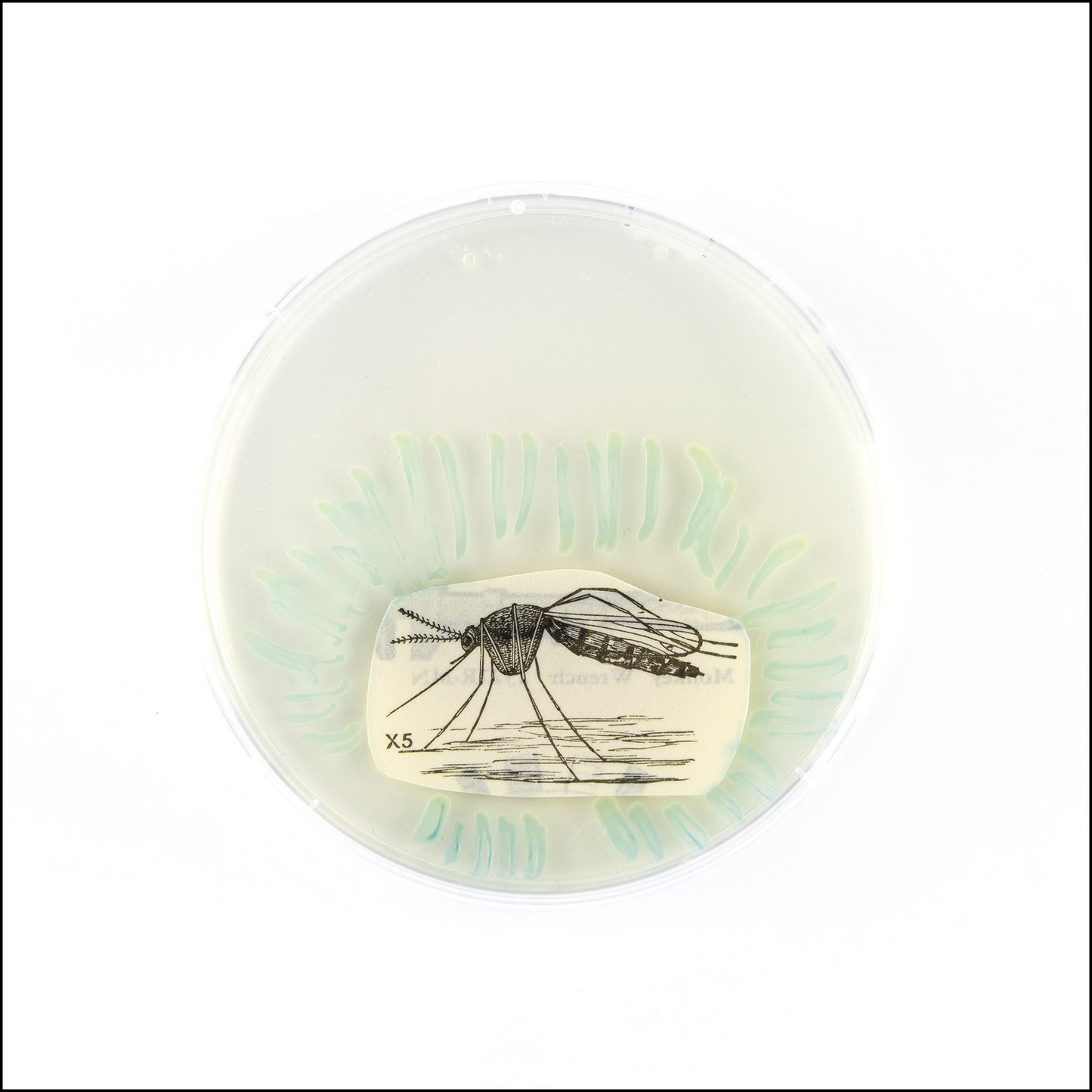 Baroque Biology Petri: Energetic Mosquito