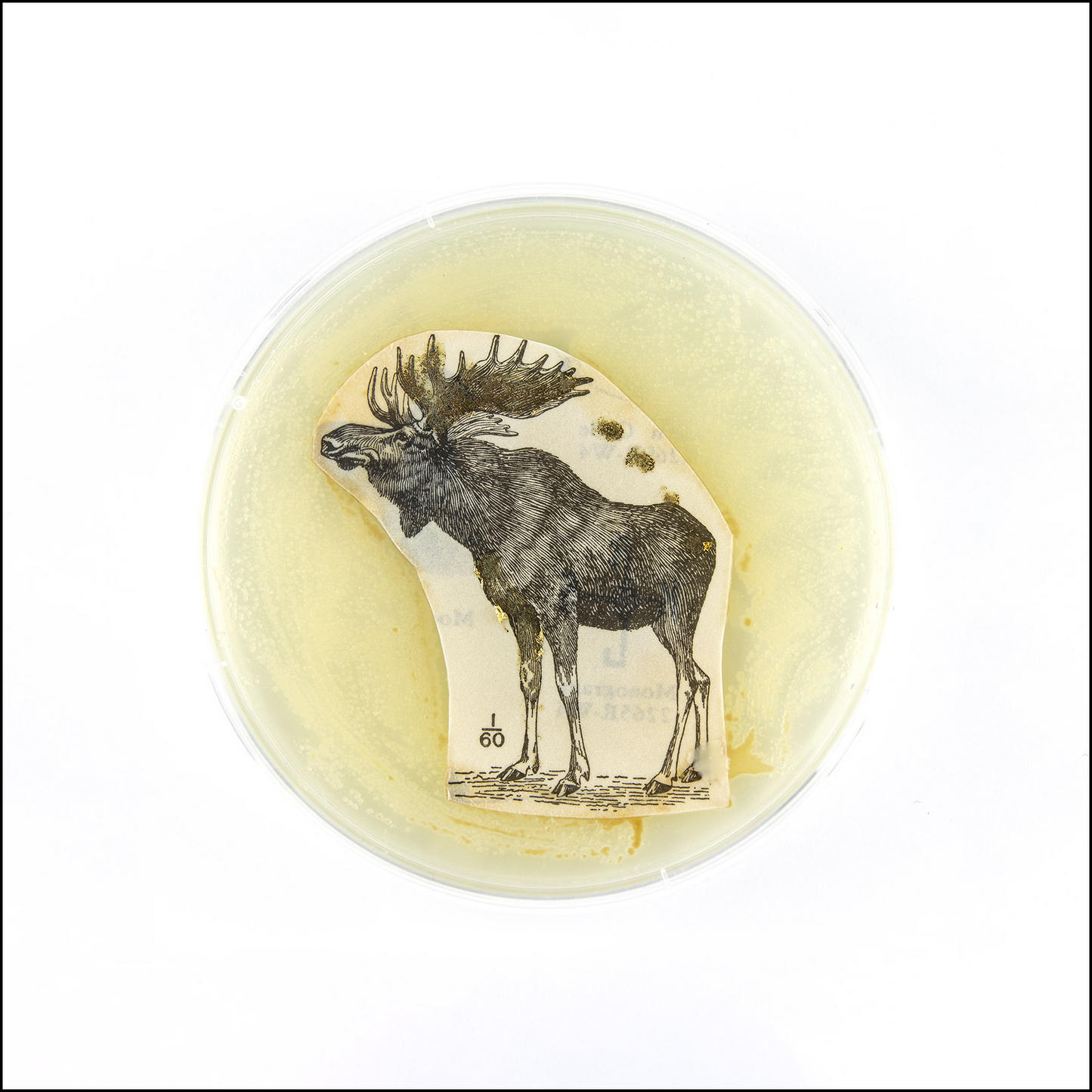 Baroque Biology Petri: Golden Moose