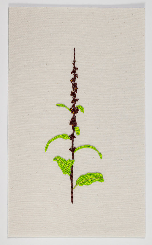 That which grows wild and profusely - Fringed Orchid